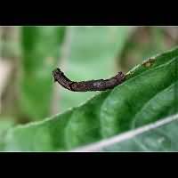 photograph of Ectropis crepuscularia