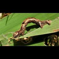 photograph of Ectropis bistortata