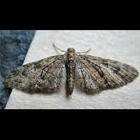 foto Eupithecia abbreviata