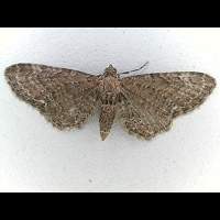 foto Eupithecia abbreviata