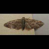 foto Eupithecia abbreviata