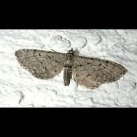 photograph of Eupithecia intricata