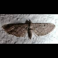 photograph of Eupithecia intricata