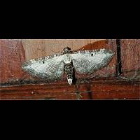 photograph of Eupithecia succenturiata