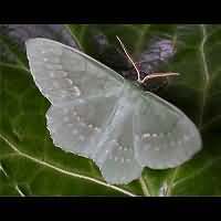 Photograph of Geometra papilionaria