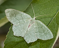 photograph of Hemithea aestivaria