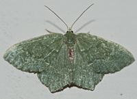 foto van Hemithea aestivaria