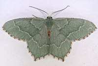 fot van Hemithea aestivaria