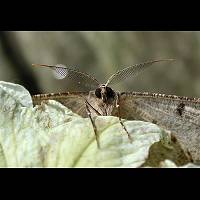 photograph of Hypomecis punctinalis