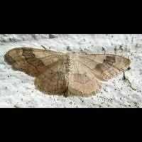 Photograph of Idaea aversata