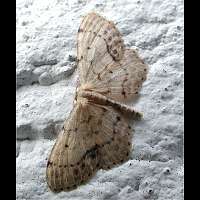 photograph of Idaea dimidiata