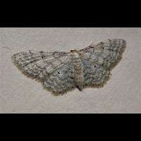 photograph of Idaea fuscovenosa