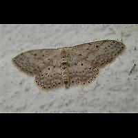 photograph of Idaea seriata