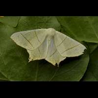 Photograph of Ourapteryx sambucaria