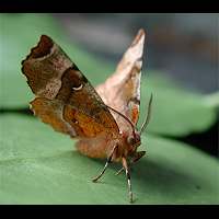 photograph of Selenia tetralunaria