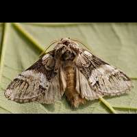 foto Drymonia dodonaea