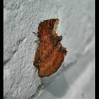 picture Coxcomb Prominent