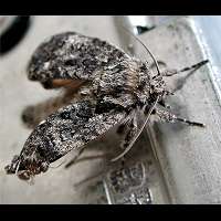 photograph of Acronicta rumicis