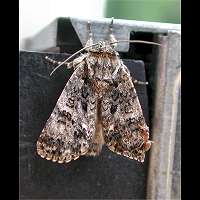 photograph of Acronicta rumicis