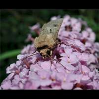 foto Agrotis exclamationis