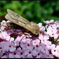 foto van Agrotis exclamationis