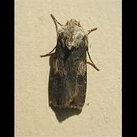 Photograph of Agrotis puta female