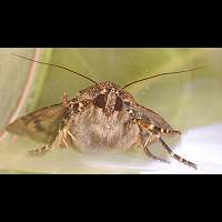 photograph of Copper Underwing