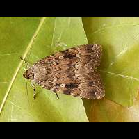 photograph of Amphipyra pyramidea