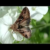 Photograph of Autographa gamma