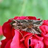 foto Autographa gamma