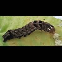 photograph of Melanchra persicariae