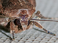 foto van  Noctua pronuba