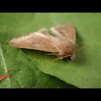 photograph of Orthosia cerasi