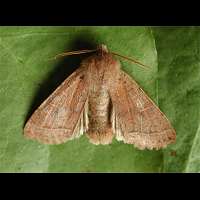 photograph of Common Quaker