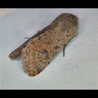 foto Orthosia cruda