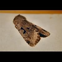 foto Orthosia gothica