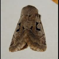 Photograph of Orthosia gothica