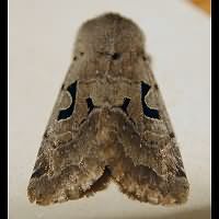 photograph of Orthosia gothica