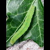 Photograph of Scoliopteryx libatrix larva