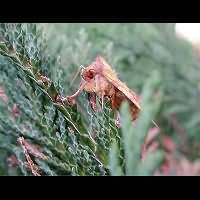 photograph of Pink-barred Sallow