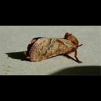 picture Triodia sylvina