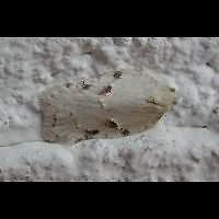 picture Acleris logiana