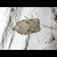 picture Acleris logiana