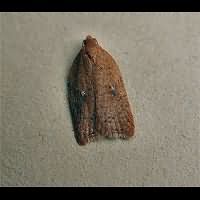 photograph of Acleris notana