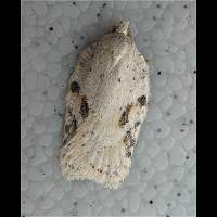 foto Acleris notana of Acleris ferrugana