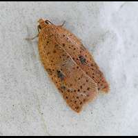 picture Acleris notana or Acleris ferrugana