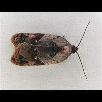 picture Acleris variegana