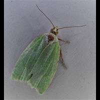 photograph of Tortrix viridana