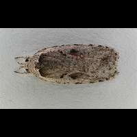 picture Agonopterix ocellana