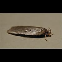 foto Agonopterix propinquella